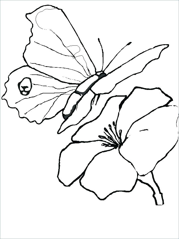 Butterfly Coloring Pages Butterfly Coloring Pages Best Photos 718x957 Butterfly Coloring Pages Butterfly Coloring Pages Best Photos