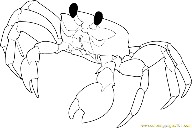 800x536 Florida Ghost Crab Coloring Page