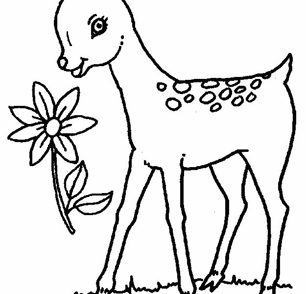625x600 Coloring Picture Of Deer Coloring Page Ideas