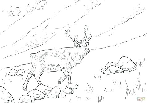 476x333 Deer Printable Coloring Pages Deer Coloring Picture Cartoon Cute