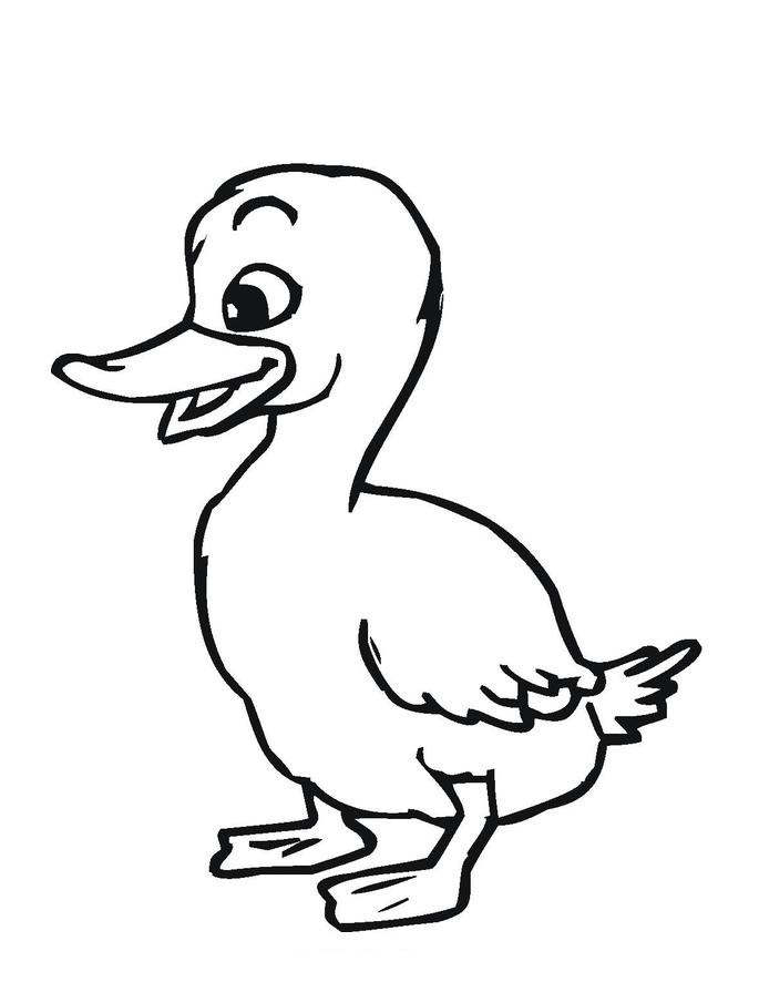 Gorgeous Duck Coloring Page Coloring For Beatiful Duck Cartoon 685x886 Gorgeous Duck Coloring Page Coloring For Beatiful Duck Cartoon