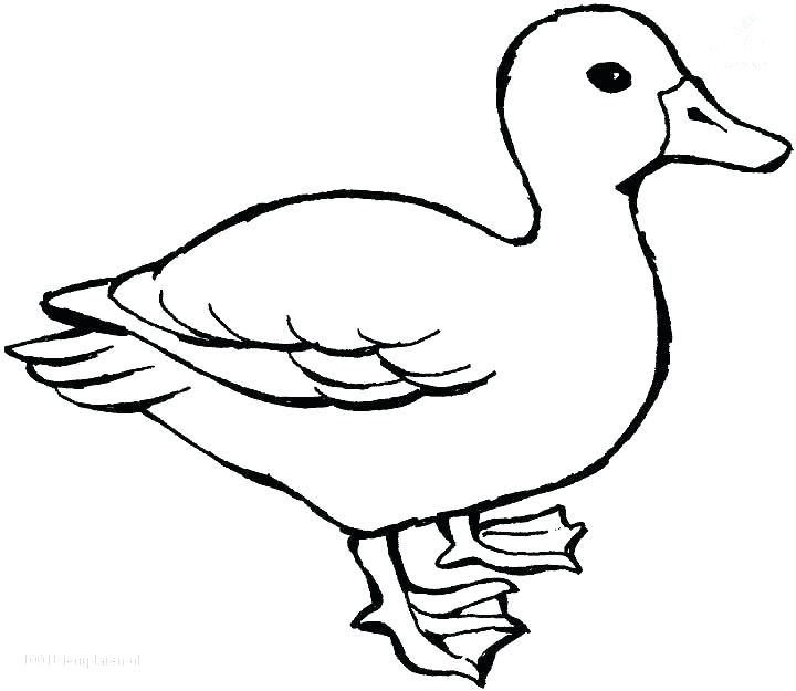 Rubber Duck Coloring Page Rubber Duck Coloring Pages Free Ducky 720x625 Rubber Duck Coloring Page Rubber Duck Coloring Pages Free Ducky