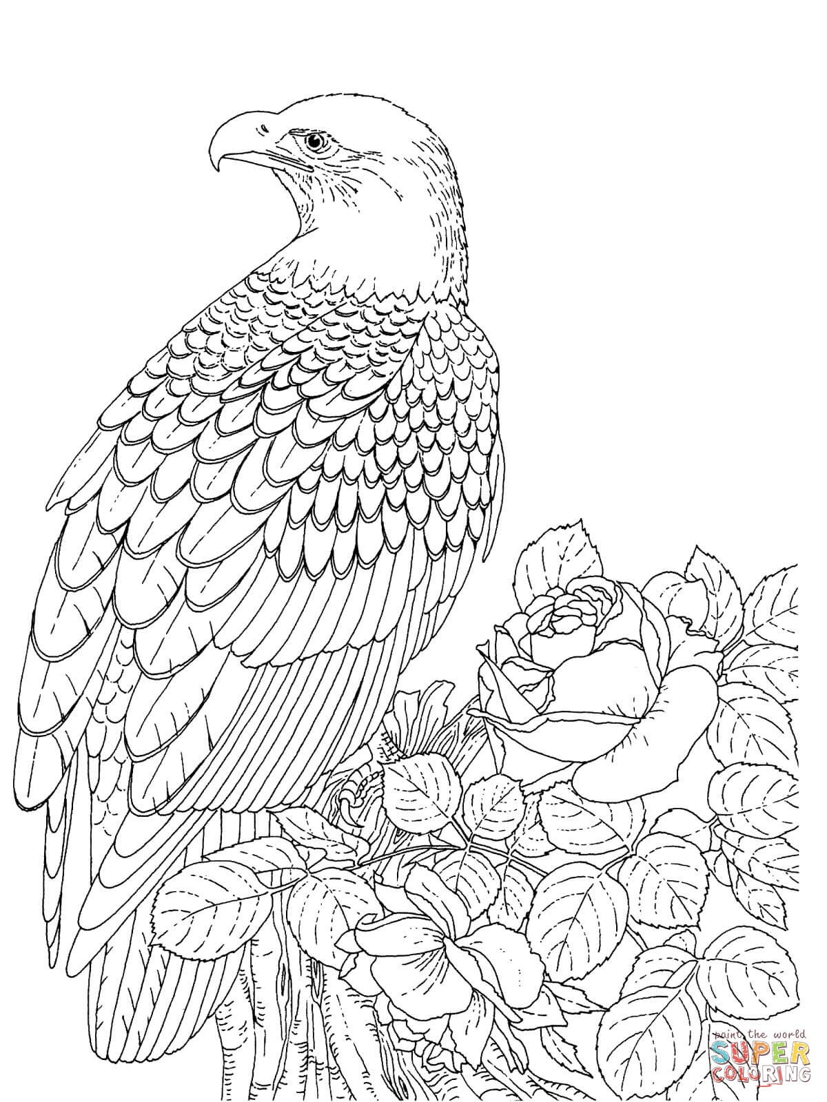 1200x1600 Colossal Bald Eagle Coloring Page Cartoon Free Printable Pages