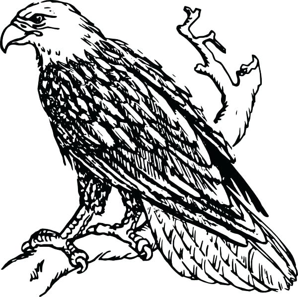 600x598 Eagle Coloring Pages Bald Eagle Coloring Page Bald Eagle Coloring