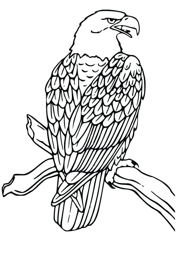 600x879 Eagle Coloring Pages Bald Eagle Coloring Pages Bald Eagle Drawing
