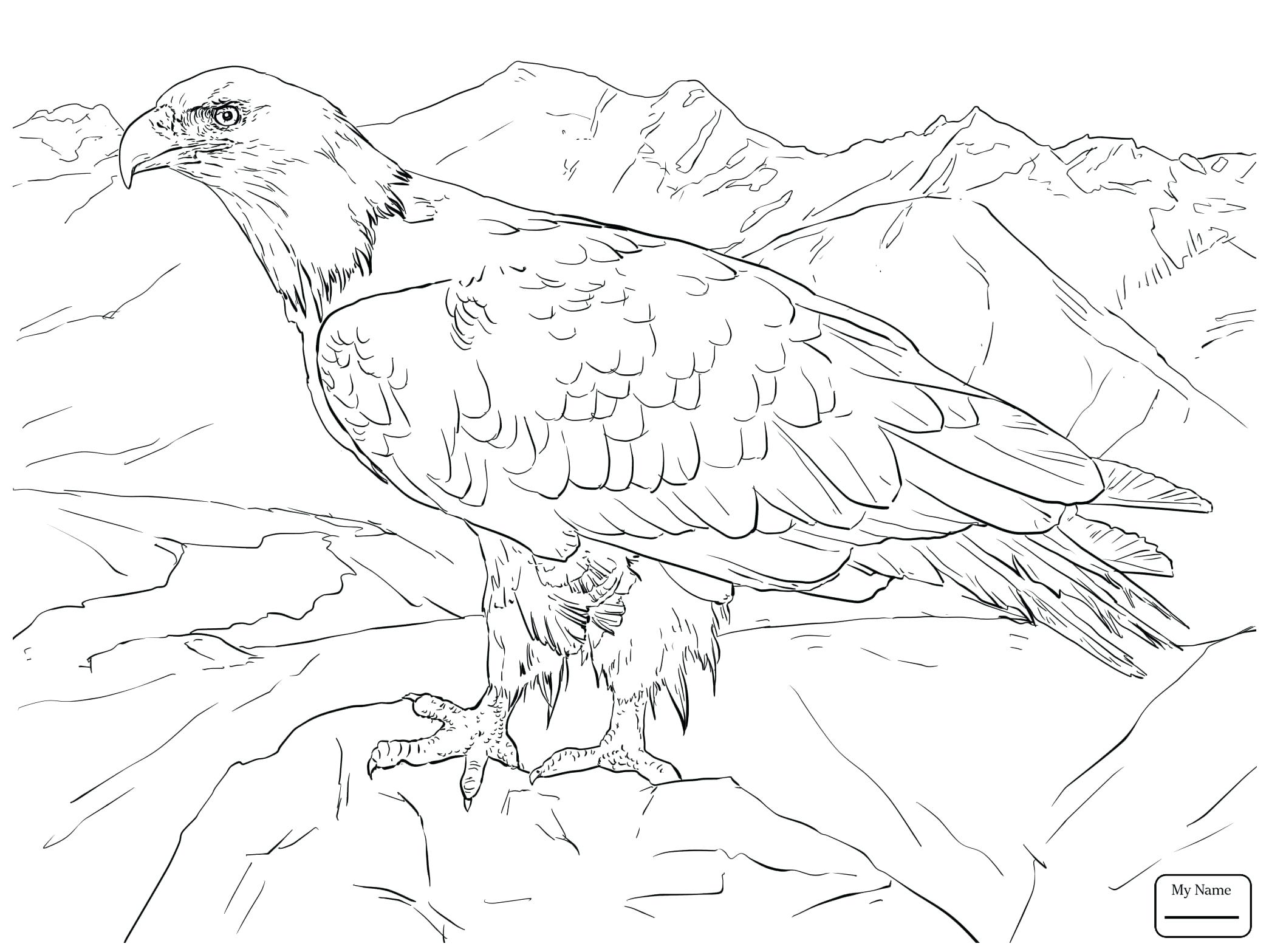 2089x1567 Golden Eagle Coloring Pictures Perfect Eagles Pages Became Cheap