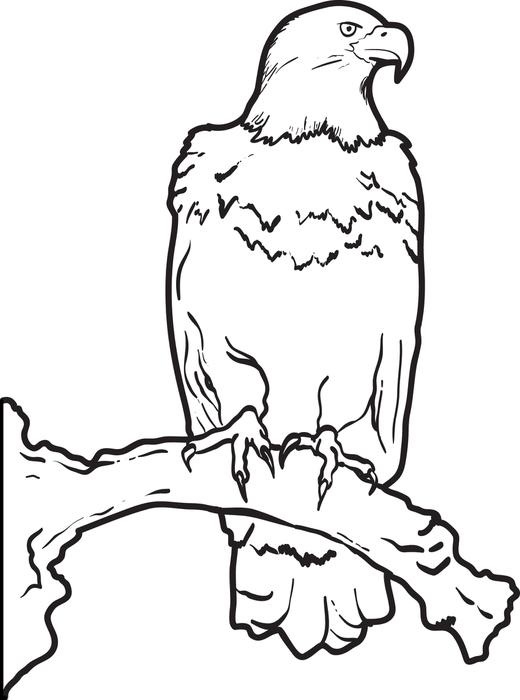 520x700 Bald Eagle Coloring Pages For Kids Color Bros