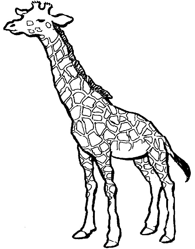 650x830 Giraffe Clipart Coloring Book
