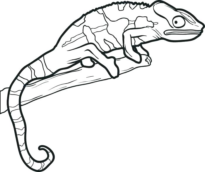 Gecko Coloring Page Gecko Coloring Pages Epic New For Page My 700x588 Gecko Coloring Page Gecko Coloring Pages Epic New For Page My