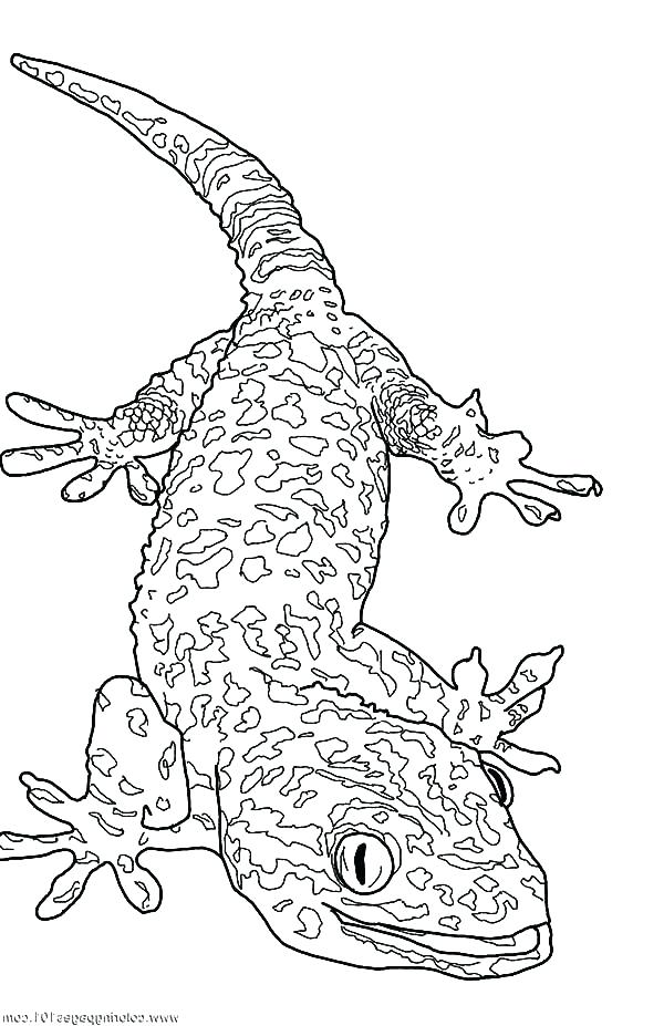 Gecko Coloring Page This Is Lizard Coloring Page Pictures Giant 600x927 Gecko Coloring Page This Is Lizard Coloring Page Pictures Giant