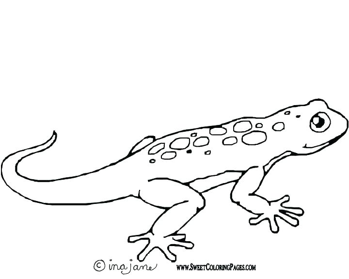 Lizard Coloring Page 720x576 Lizard Coloring Page
