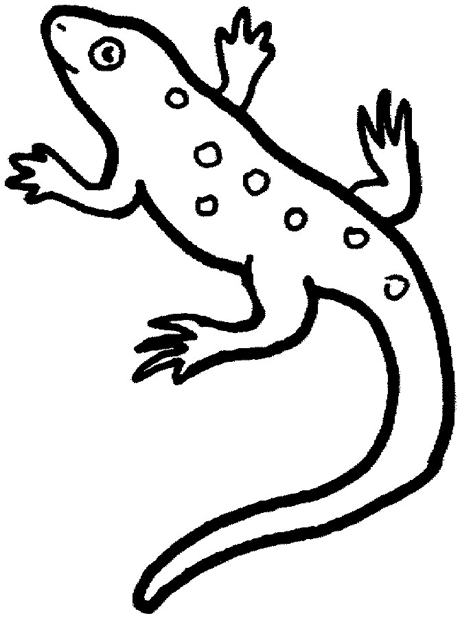 Lizard Coloring Pages 670x900 Lizard Coloring Pages
