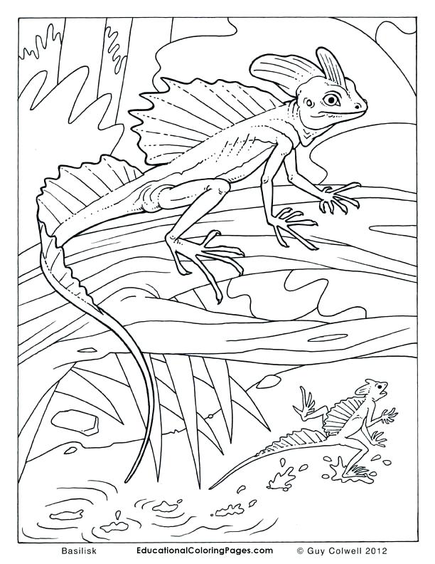 Lizards 2 Coloring Page With Two Lizard Coloring Page Cartoon 612x792 Lizards 2 Coloring Page With Two Lizard Coloring Page Cartoon