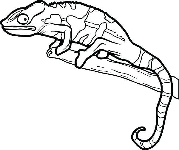 Baby Lizard Coloring Pages Printable Coloring Lizard Coloring 600x504 Baby Lizard Coloring Pages Printable Coloring Lizard Coloring