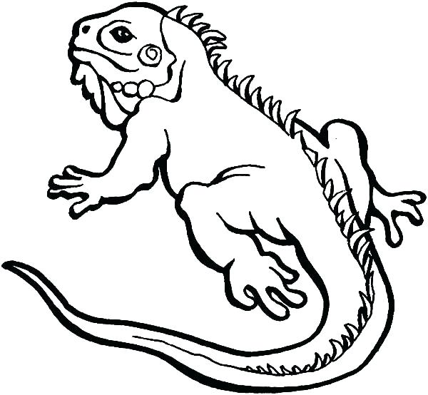 Lizards Coloring Pages 600x554 Lizards Coloring Pages