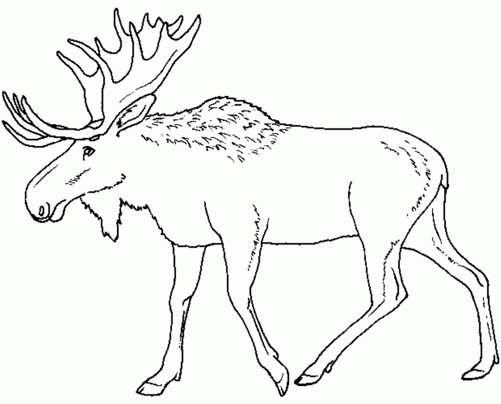 1024x826 New Moose Coloring Page Collection Printable Coloring Sheet