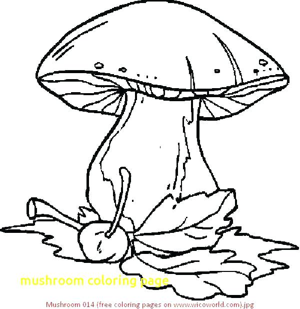 Inspirational Mushroom Coloring Page And Mushroom Coloring Page 600x617 Inspirational Mushroom Coloring Page And Mushroom Coloring Page
