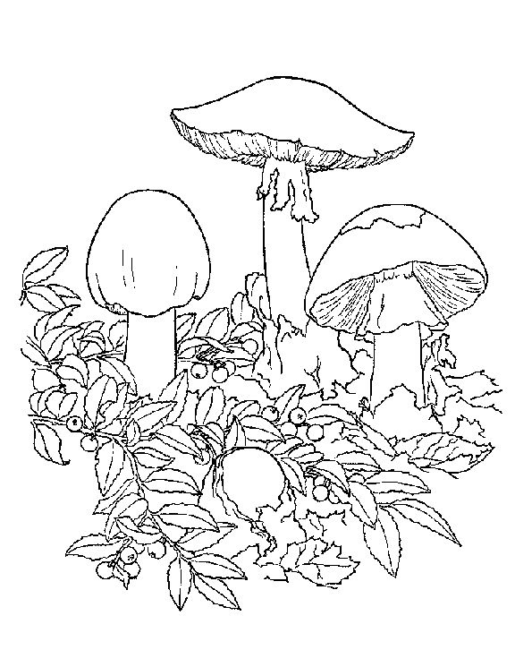 Mushroom Coloring Page Elegant Cartoon Mushroom Coloring Pages 576x745 Mushroom Coloring Page Elegant Cartoon Mushroom Coloring Pages