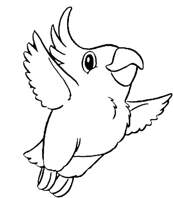 Kokapetl Parrot Coloring Page 600x686 Kokapetl Parrot Coloring Page