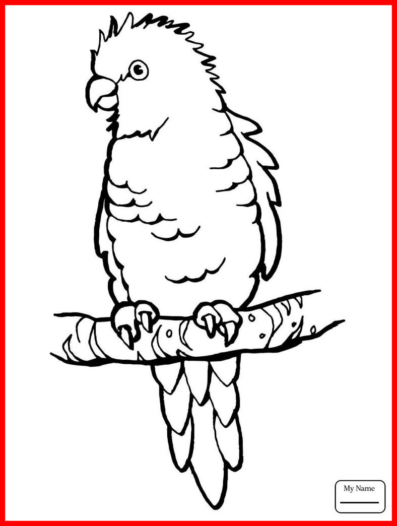 Parrot Coloring Page 788x1044 Parrot Coloring Page