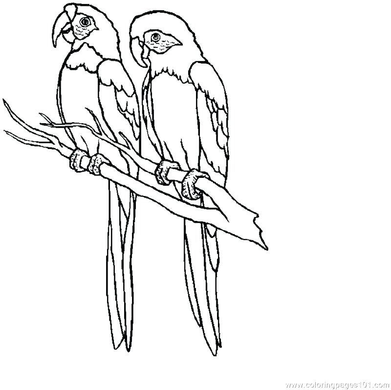 Parrot Coloring Page Parrot Coloring Page Free Pages To Print 800x798 Parrot Coloring Page Parrot Coloring Page Free Pages To Print