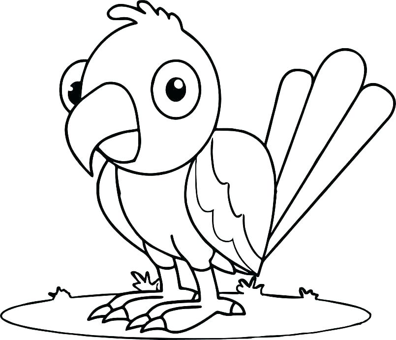 Baby Parrot Coloring Pages Parrot Coloring Pages Parrot Coloring 805x692 Baby Parrot Coloring Pages Parrot Coloring Pages Parrot Coloring