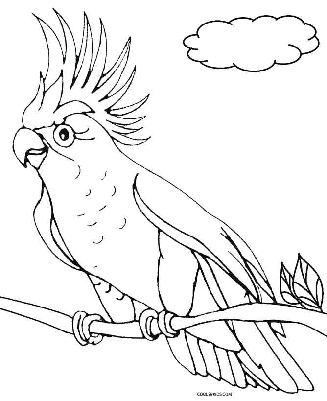 Parrot Coloring Pages Amazing Parrot Coloring Page Free Download 668x819 Parrot Coloring Pages Amazing Parrot Coloring Page Free Download
