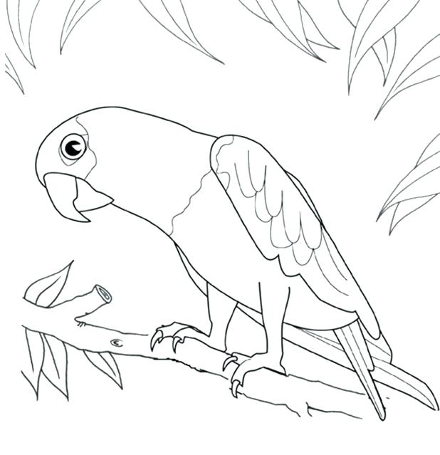 Parrot Coloring Pages Lovely Parrot Coloring Page Pirate Parrot 618x639 Parrot Coloring Pages Lovely Parrot Coloring Page Pirate Parrot