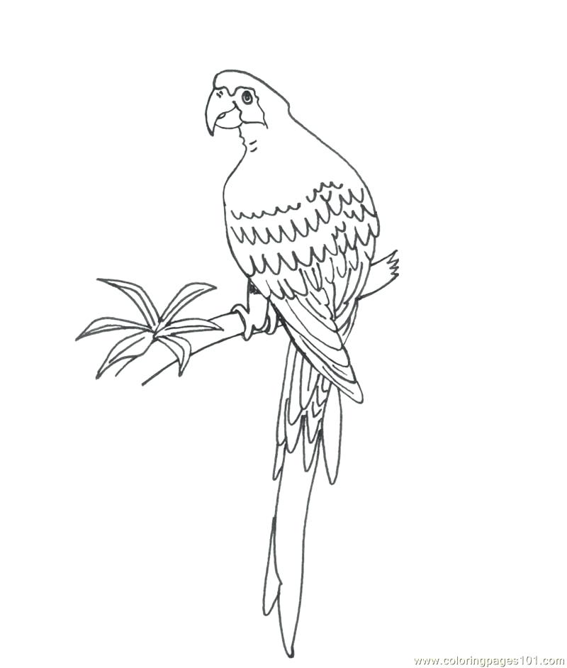 Parrot Coloring Pages Parrot Coloring Sheets Pirate Parrot 800x942 Parrot Coloring Pages Parrot Coloring Sheets Pirate Parrot