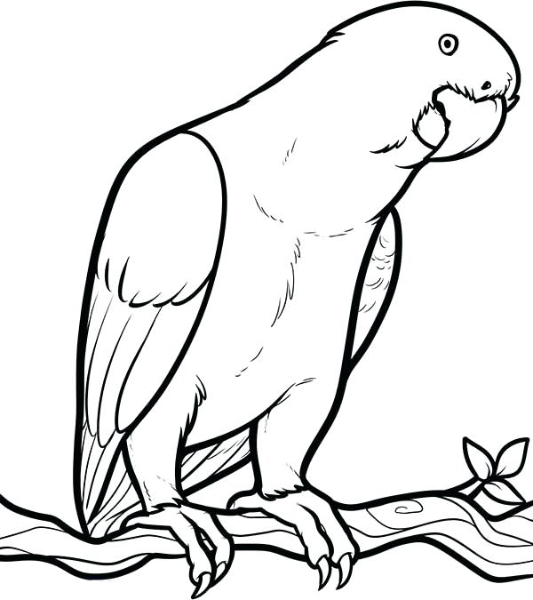 Parrot Coloring Pages Parrot Looking For Food Coloring Page 600x675 Parrot Coloring Pages Parrot Looking For Food Coloring Page
