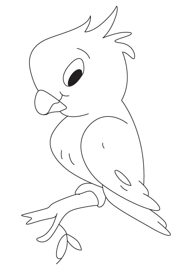 Baby Parrot Coloring Pages Color Bros 613x860 Baby Parrot Coloring Pages Color Bros