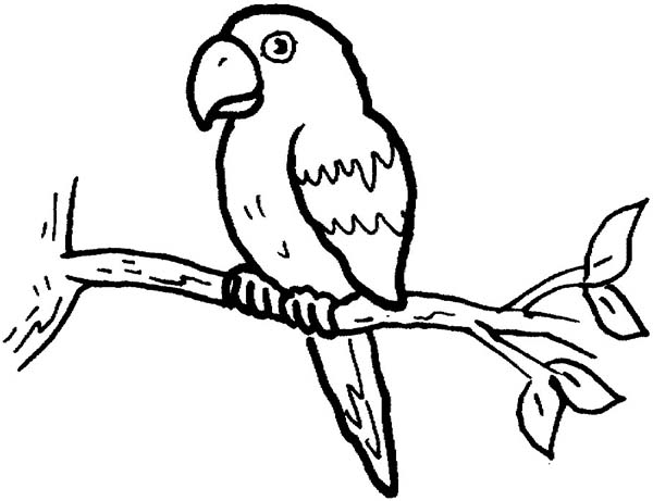 Parrot Colouring Sheet 600x461 Parrot Colouring Sheet