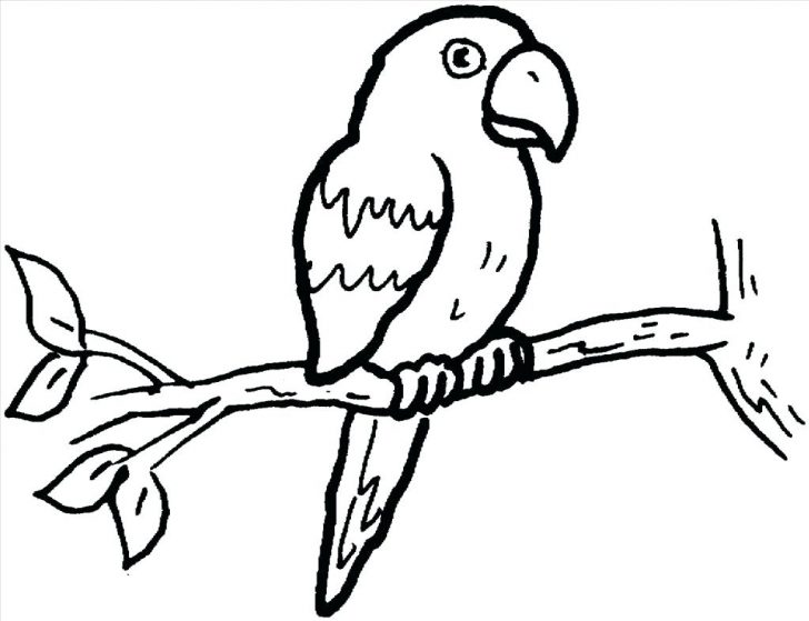 Delicious Chicken Drumstick Coloring Pages Parrot High Definition 728x559 Delicious Chicken Drumstick Coloring Pages Parrot High Definition