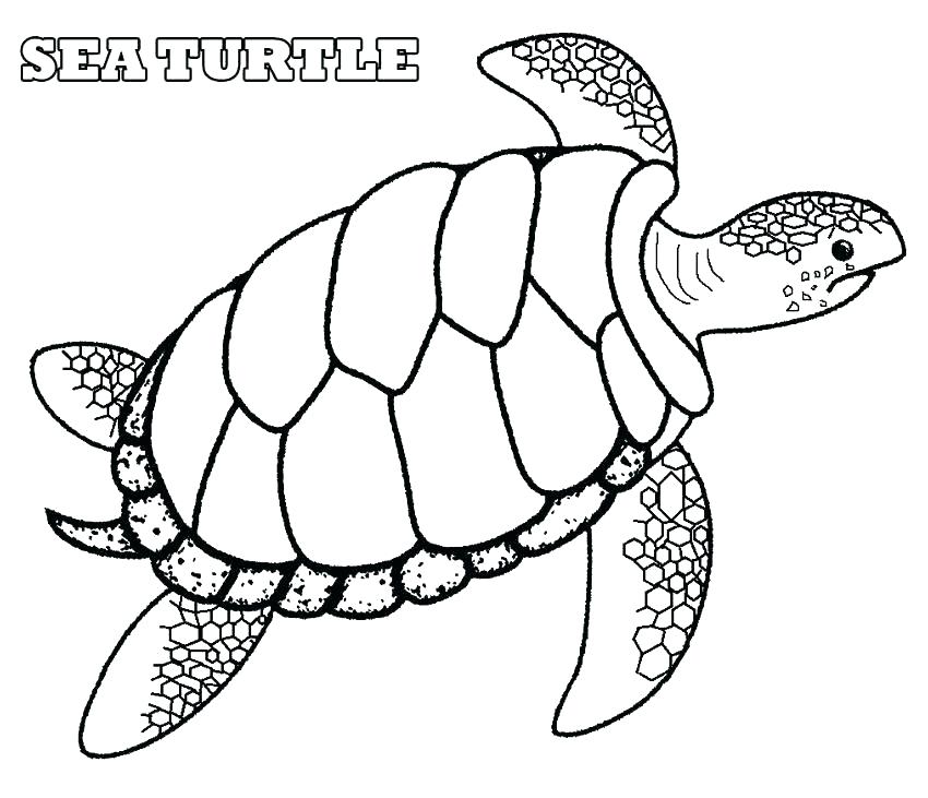 850x731 Turtle Coloring Page Ninja Turtle Coloring Pages To Print Turtle