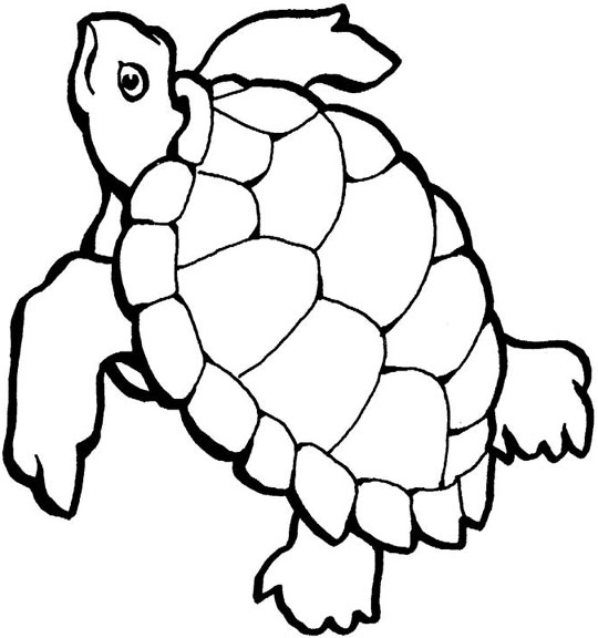 540x576 Cartoon Sea Turtle Coloring Pages