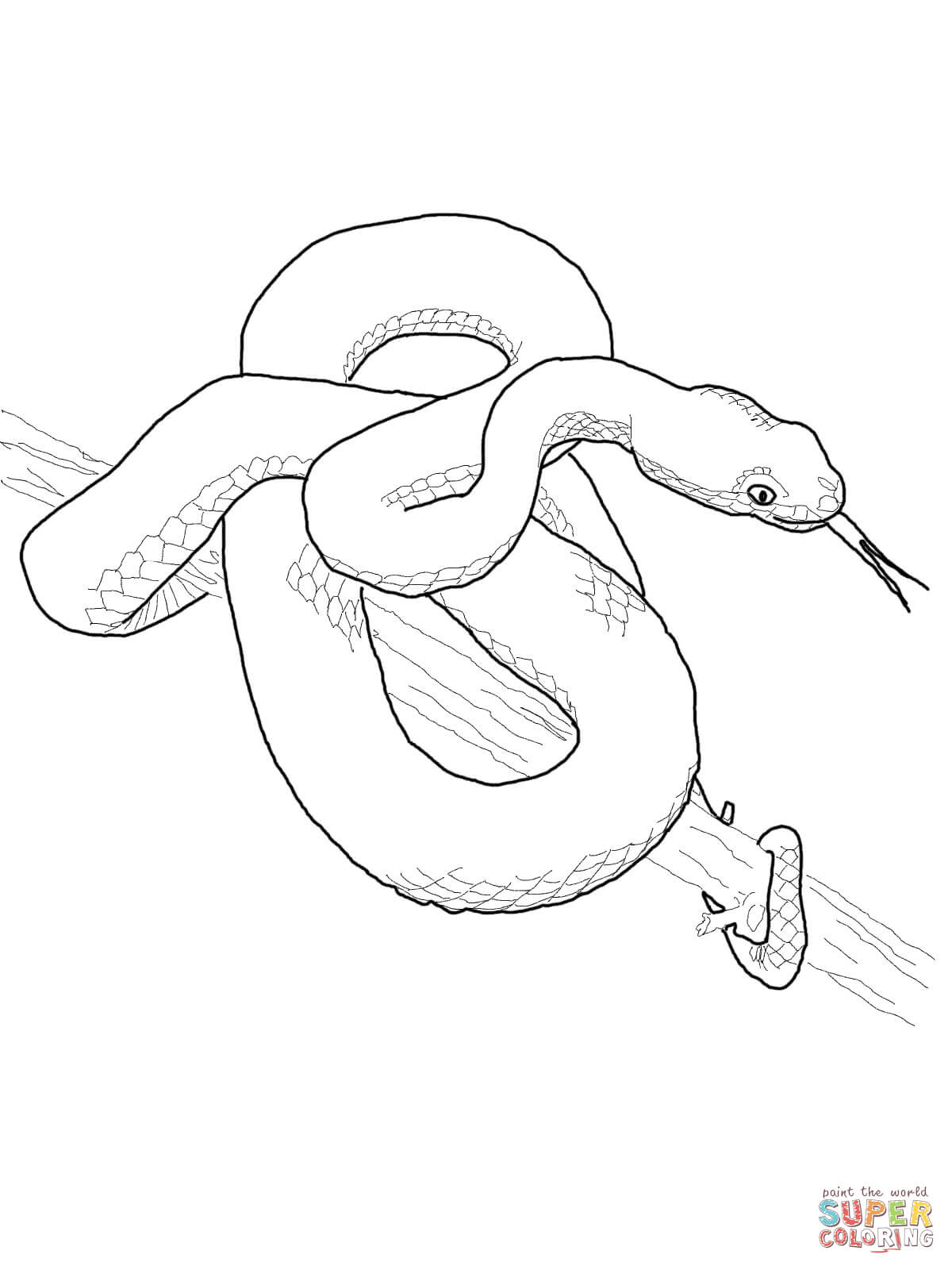 1200x1600 Focus Black Mamba Coloring Pages Snakes Free