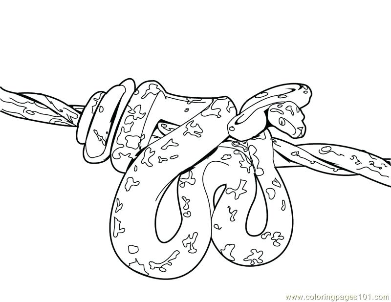 800x618 Snake Coloring Pages Anaconda Coloring Page Pages Ideas Reviews
