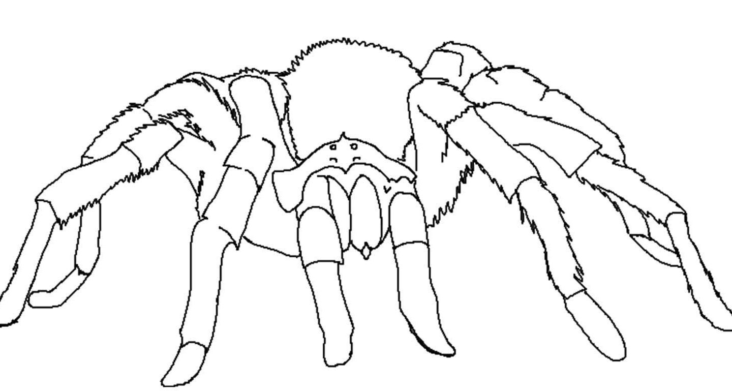 Good Spider Coloring Page Look Real For Kids Animals Free 1440x771 Good Spider Coloring Page Look Real For Kids Animals Free