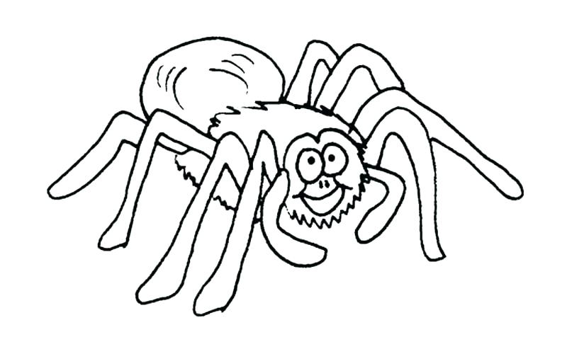 Itsy Bitsy Spider Coloring Sheets Spider Color Page Spider Web 800x500 Itsy Bitsy Spider Coloring Sheets Spider Color Page Spider Web