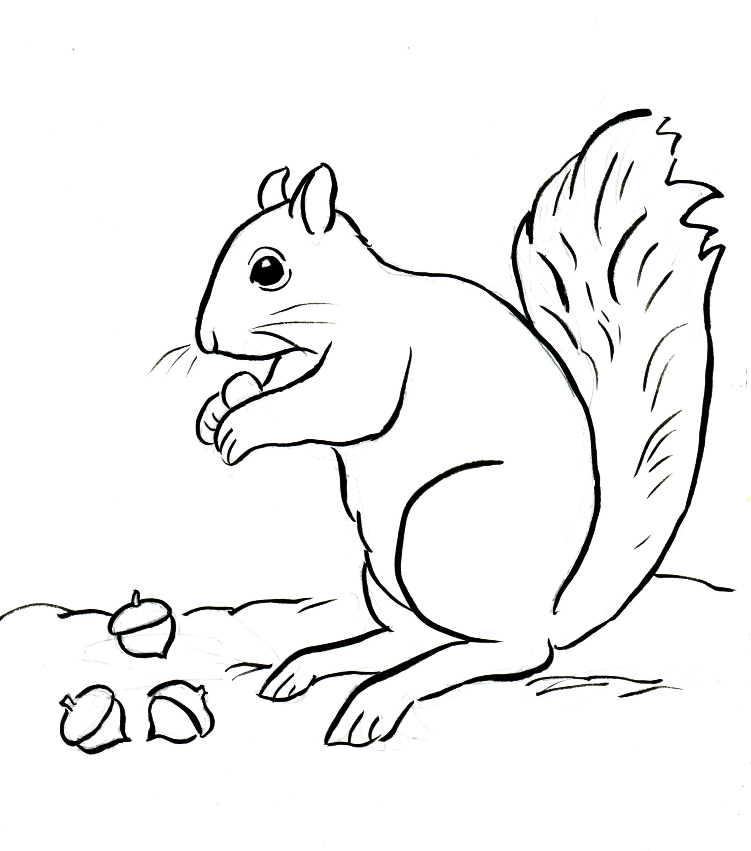 High Tech Free Coloring Pages Of Squirrels Image Result 2549x2889 High Tech Free Coloring Pages Of Squirrels Image Result