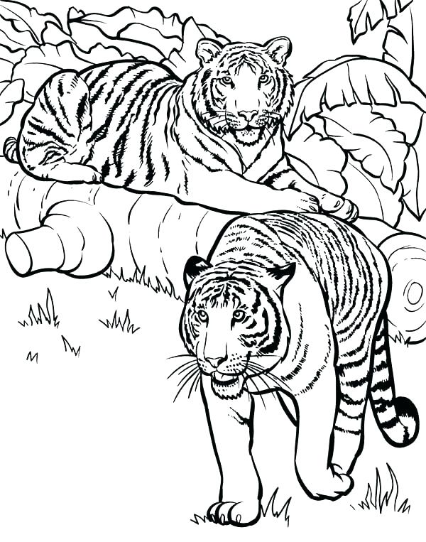 Cute Tiger Coloring Pages Print Two Tigers Ready For Hunting Page 600x763 Cute Tiger Coloring Pages Print Two Tigers Ready For Hunting Page