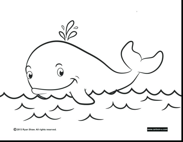 728x563 Killer Whale Coloring Pages Whale Coloring Page Free Printable