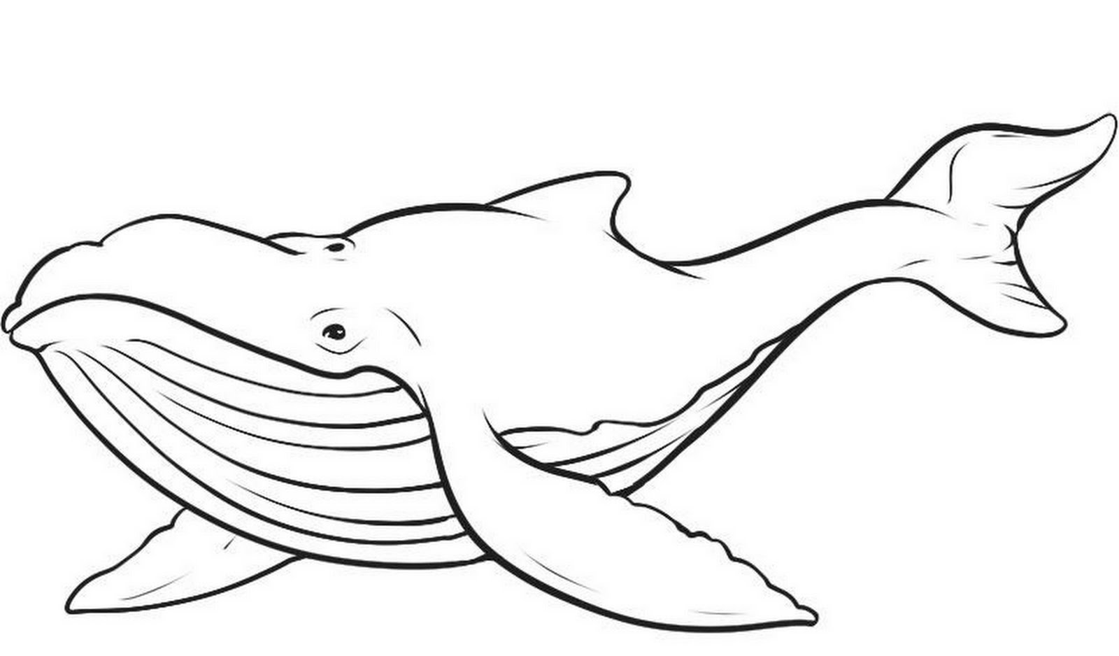 1600x938 Whale Coloring Pages