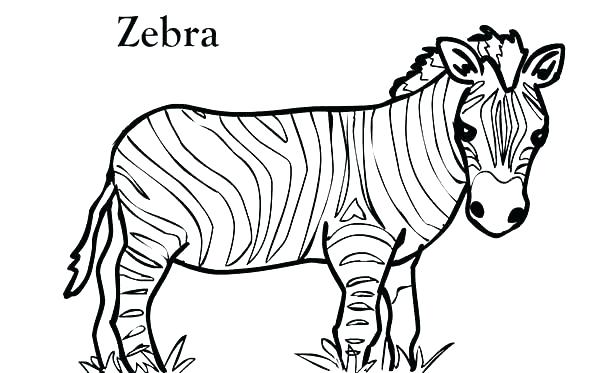 Zebras Color At Birth Pictures Of Zebras To Color Zebra Coloring 600x373 Zebras Color At Birth Pictures Of Zebras To Color Zebra Coloring