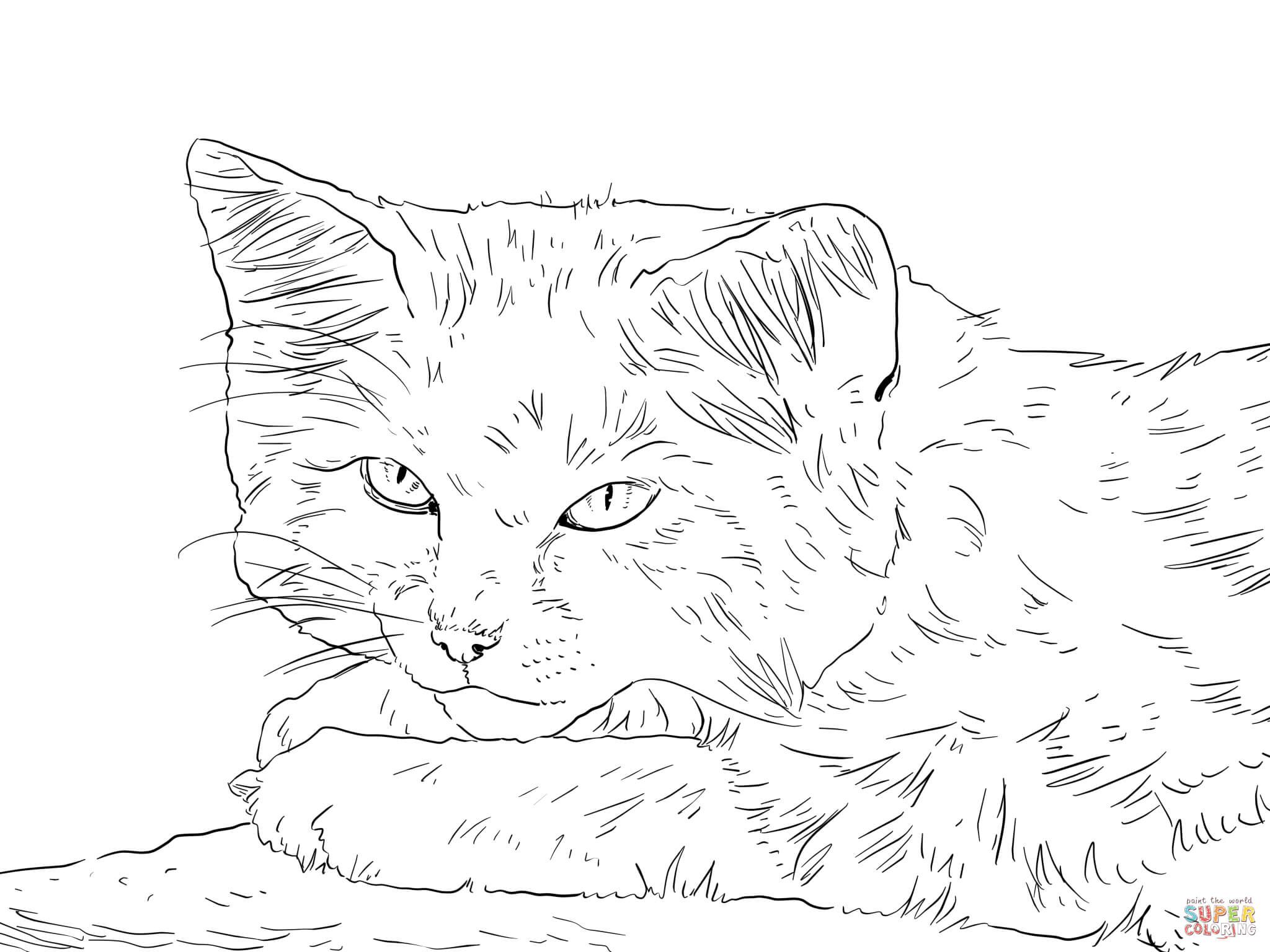 Realistic Kitten Coloring Pages 2048x1536 Realistic Kitten Coloring Pages