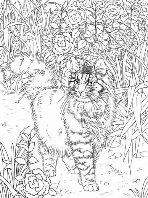 500x667 Best Coloring Books For Cat Lovers Cleverpedia Pages Adults