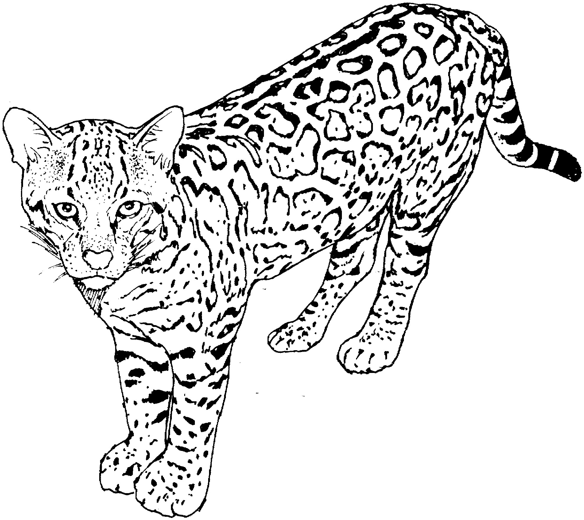 1978x1761 New Printable Coloring Pages For Adults Cats Copy Cat Coloring