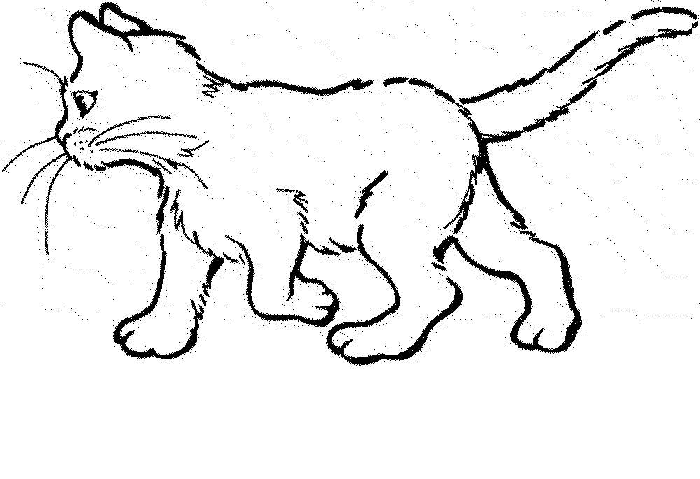1000x685 Best Cat Coloring Pages For Kids Free 919 Printable