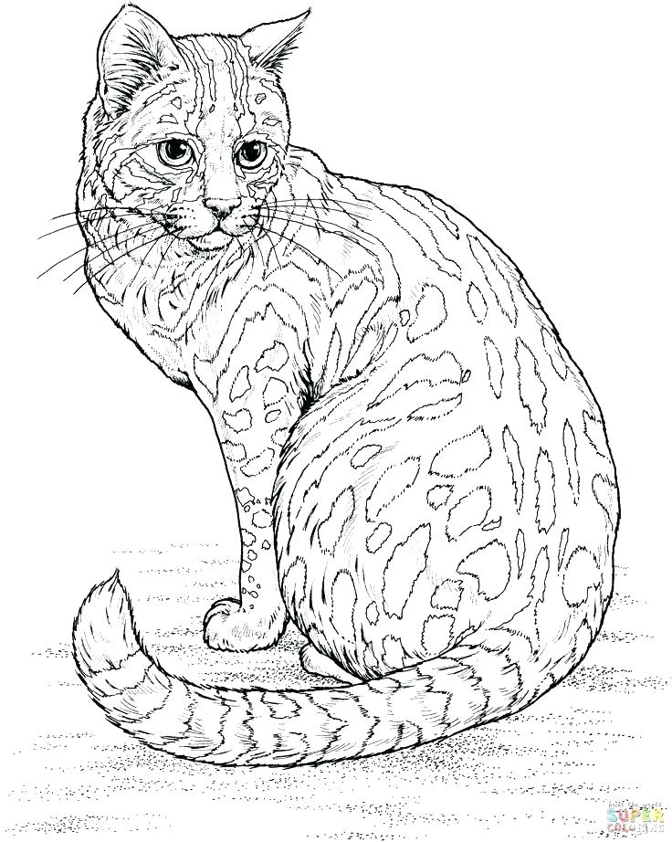 736x922 Free Cat Coloring Pages New Free Cat Coloring Pages Kids Calico
