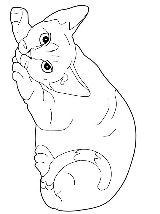 Cat Color Pages Printable Cats Coloring Pages Devon Rex Cats 540x720 Cat Color Pages Printable Cats Coloring Pages Devon Rex Cats